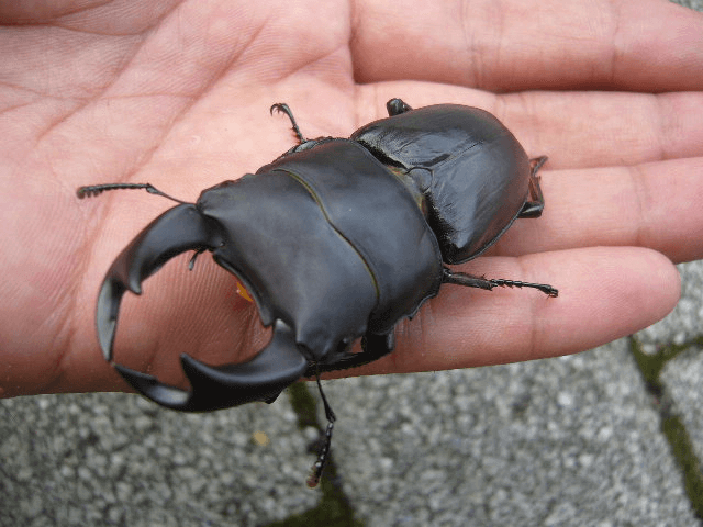 国産オオクワガタ 阿古谷