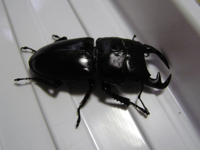 グランディスオオクワガタ　ミャンマー