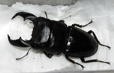 スマトラオオヒラタクワガタ　パダン