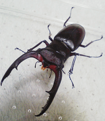 マンディブラリスフタマタクワガタ