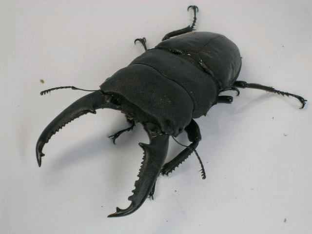 パラワンオオヒラタクワガタ