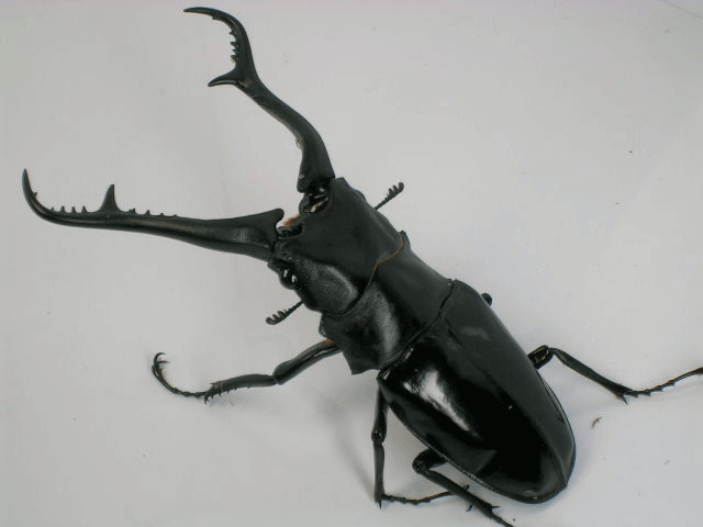 ギラファノコギリクワガタ　ダイスケイ