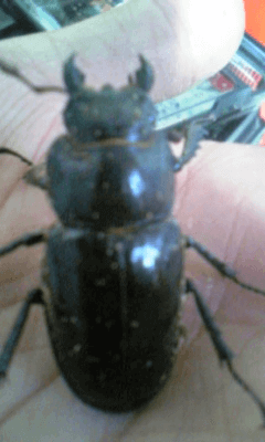 国産ミヤマクワガタ　甲州市塩山