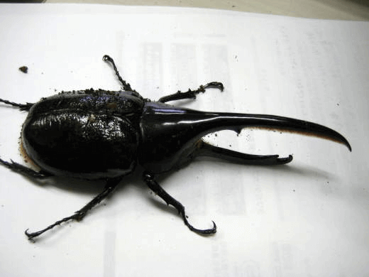 ヘラクレス・リッキー　コロンビアサンタンデール