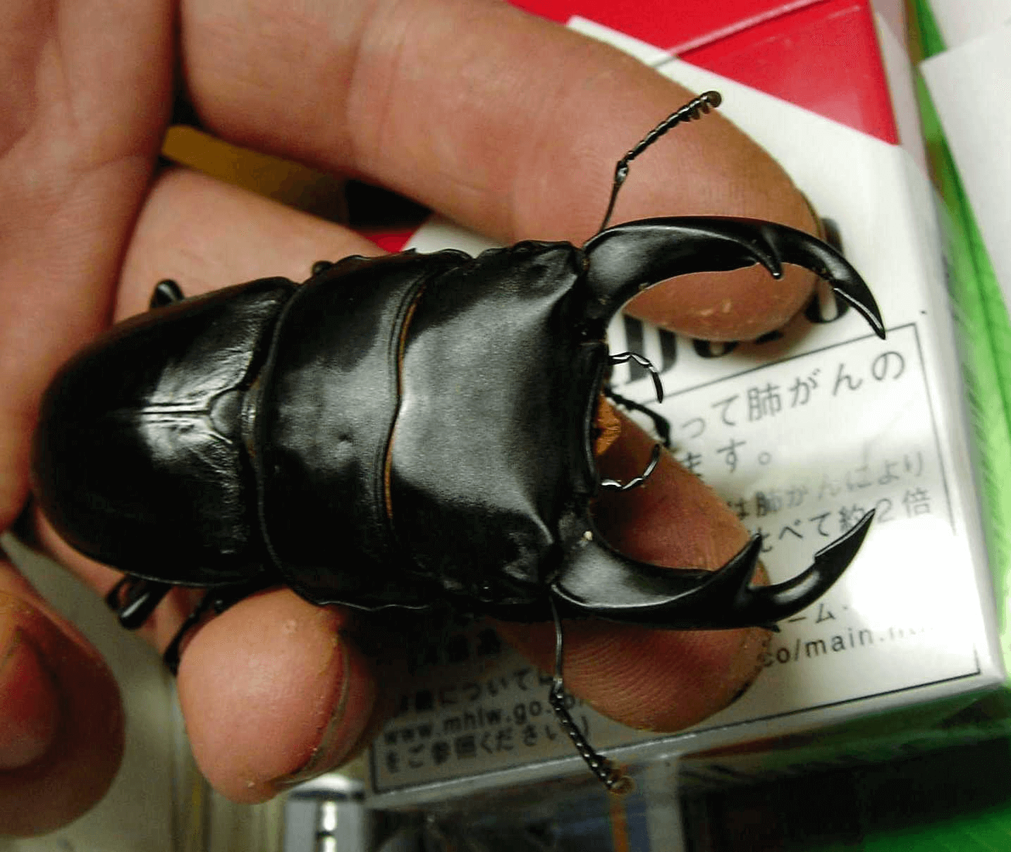 国産オオクワガタWD　川西