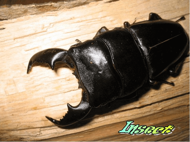 スマトラオオヒラタクワガタ　アチェ