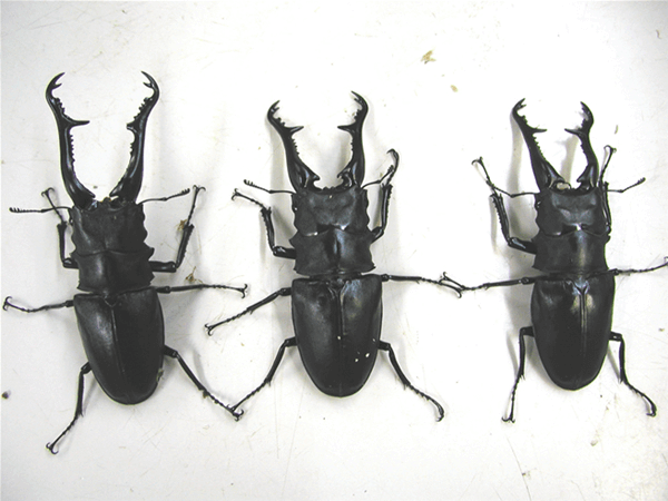 ギラファノコギリクワガタ　フローレス