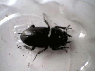 国産オオクワガタ　阿古谷