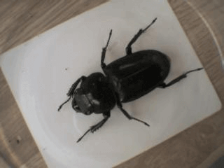 シェンクリングオオクワガタ