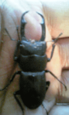 国産コクワガタ　八王子