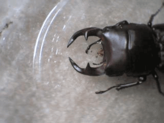 国産オオクワガタ　阿古谷