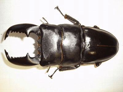 スマトラオオヒラタクワガタ　アチェ