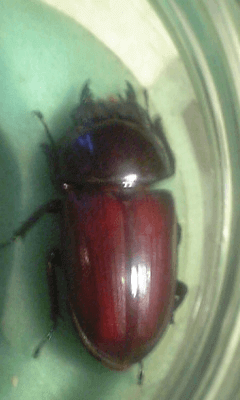 国産オオクワガタ 産地不明