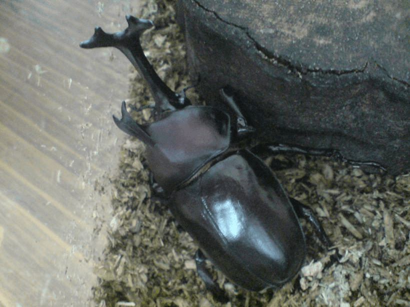 国産カブトムシ