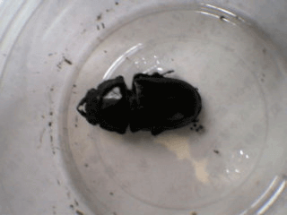 国産オオクワガタ　阿古谷