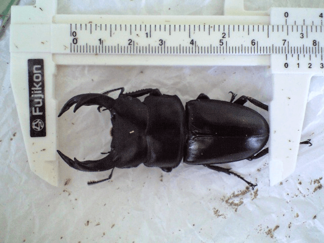 国産オオクワガタ　産地不明