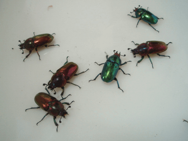 パプアキンイロクワガタ