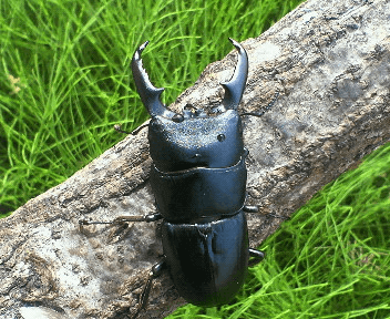 国産ヒラタクワガタ