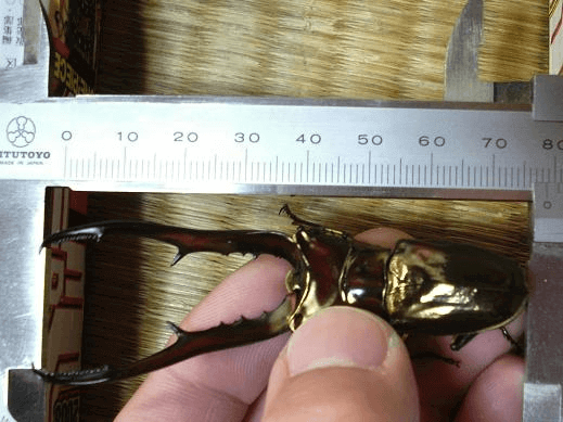 メタリフェルホソアカクワガタ・サンギレンシス（タフナ島亜種）