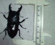 国産ヒラタクワガタ