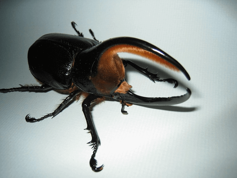 サタンオオカブト