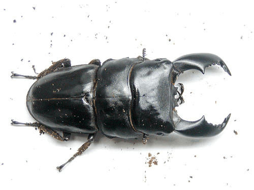 スマトラオオヒラタクワガタ　ベンクール