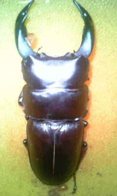 国産オオクワガタ　佐賀