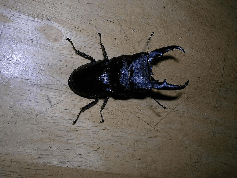 国産ヒラタクワガタ