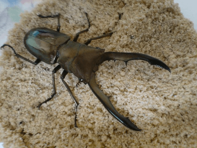 メタリフェルホソアカクワガタ ペレン