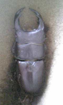 国産オオクワガタ　佐賀