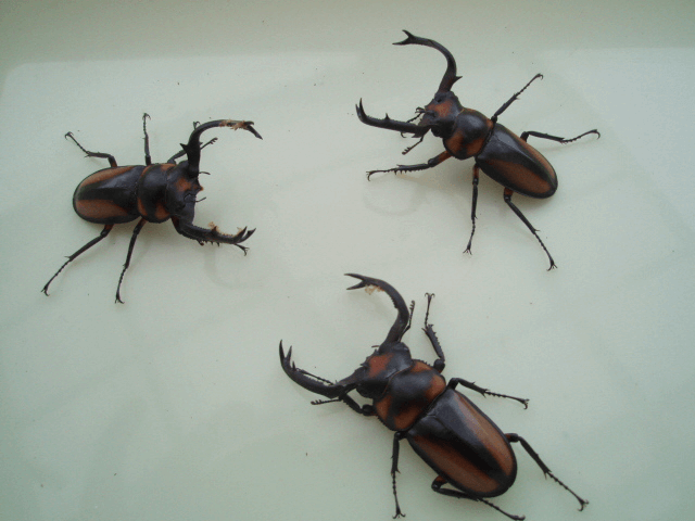 スペキオススシカクワガタ