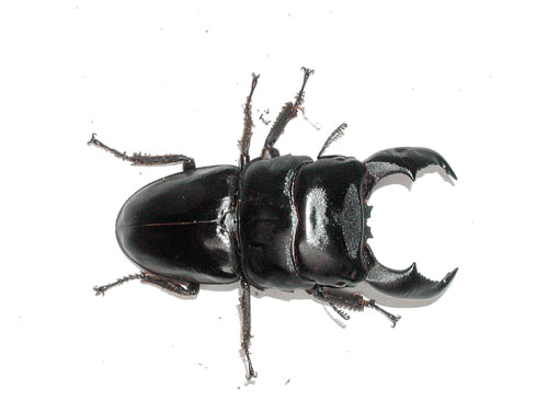 スマトラオオヒラタクワガタ　ベンクール