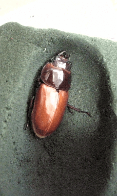 国産オオクワガタ　三潴