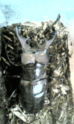 国産ミヤマクワガタ　山梨甲州塩山