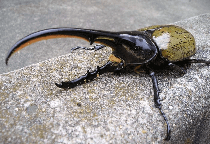 ヘラクレス・ヘラクレス