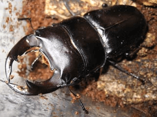 国産オオクワガタ　阿古谷