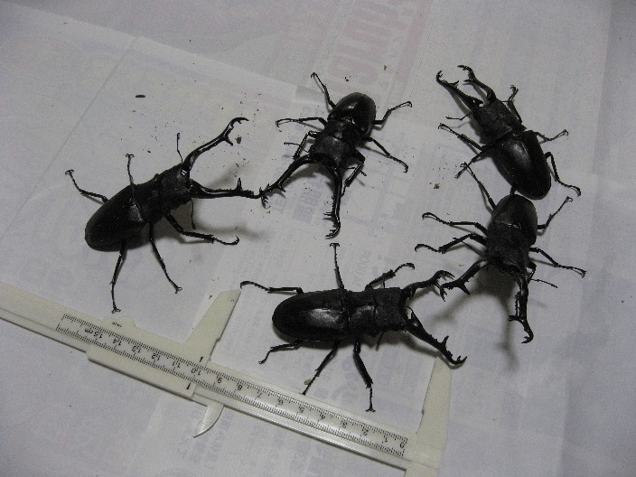 ギラファノコギリクワガタ　ケイスケイ　フローレス