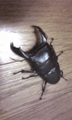 スマトラオオヒラタクワガタ ベンクール