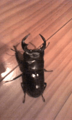 アンタエウスオオクワガタ インド