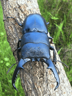 国産ヒラタクワガタ