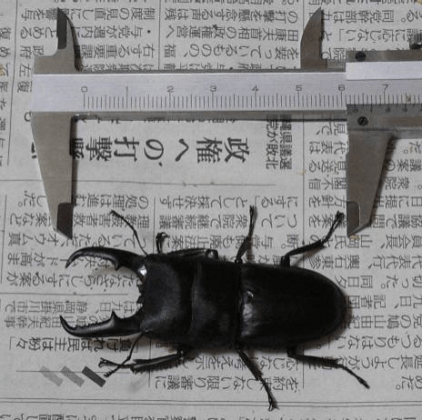 国産ヒラタクワガタ