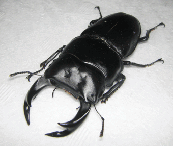 国産オオクワガタ 能勢