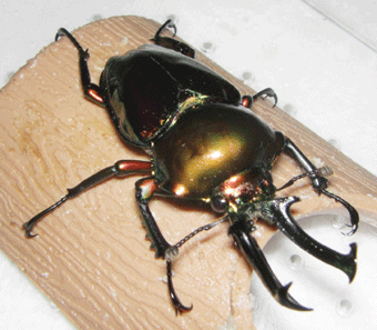 ニジイロクワガタ　クイーンズランド