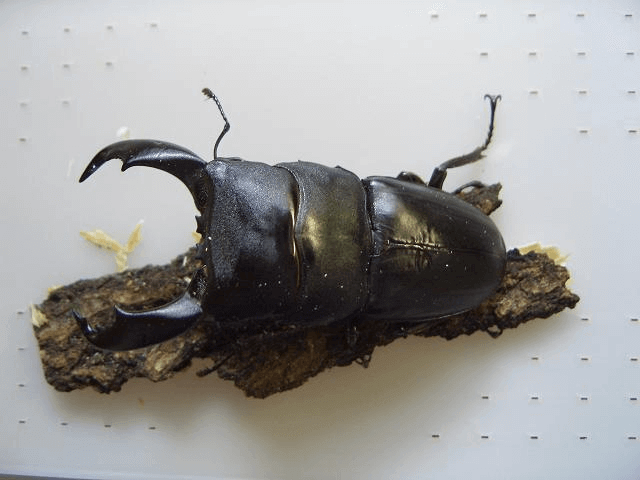 スマトラオオヒラタクワガタ　ベンクール