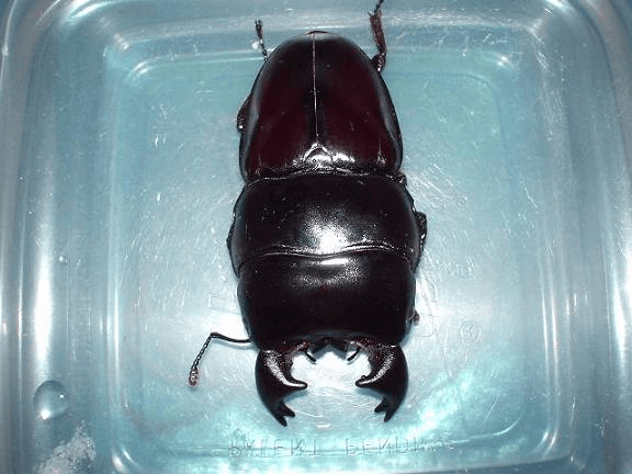 アルキデスオオヒラタクワガタ