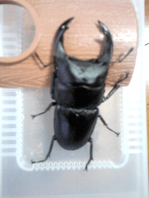 国産オオクワガタ 阿古谷