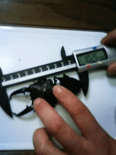 パラワンオオヒラタクワガタ　ブルックスポイント