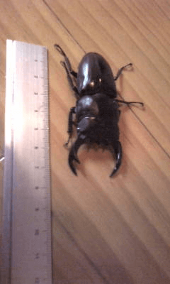 国産オオクワガタ　阿古谷