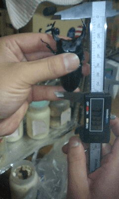 国産オオクワガタ