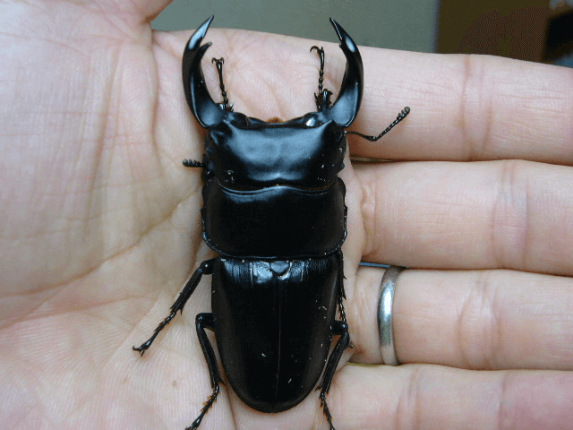 ホペイオオクワガタ　福建省建甌